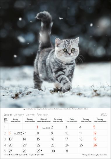  - Kalender - Tierkalender - Gr. farbiger Katzenkalender