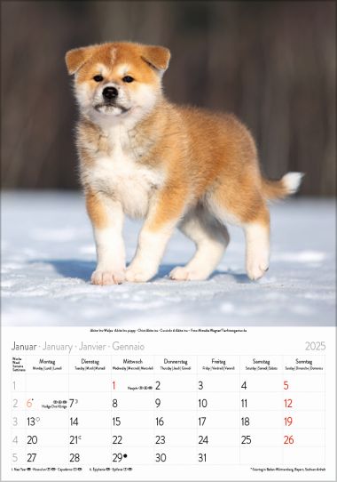 - Kalender - Tierkalender - Gr. farbiger Hundekalender