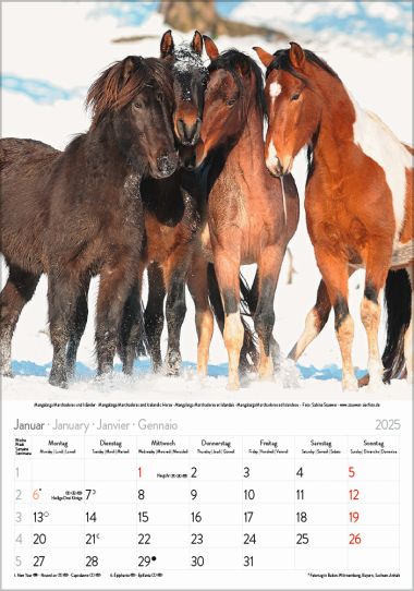  - Kalender - Tierkalender - Gr. farbiger Pferdekalender