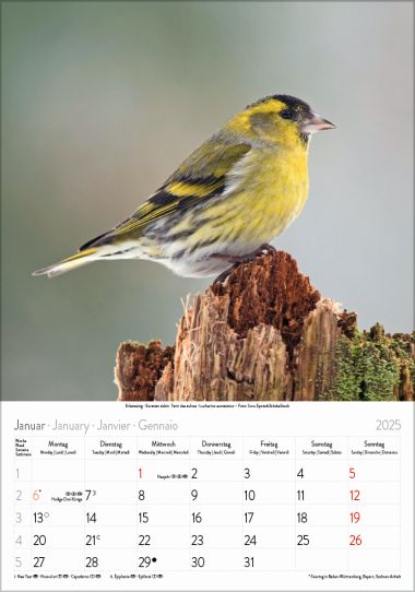  - Kalender - Tierkalender - Gr. farbiger Vogelkalender