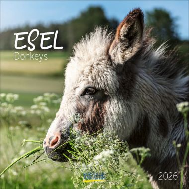 Esel (BK)