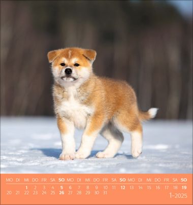  - Kalender - Postkartenkalender - Hunde