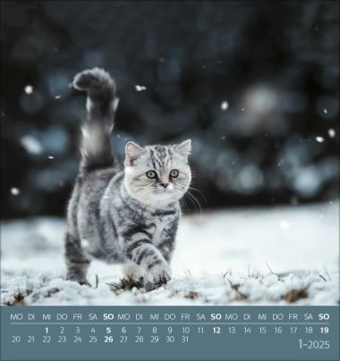  - Kalender - Postkartenkalender - Schmusekatzen