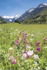 wfa Blanco Midi - Blumenwiese