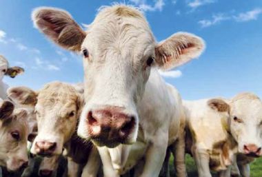  - Allgemeine Kollektion-Randdevisen - Midi - wfa Blanco Midi - Kühe quer