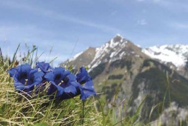  - Allgemeine Kollektion-Randdevisen - Midi - wfa Blanco Midi - Enzian quer