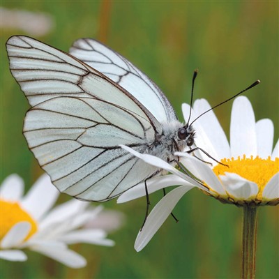  - Allgemeine Kollektion-Hauptdevisen - Blanco Quadratisch - wfa Blanco - Schmetterling