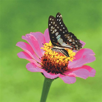 wfa Blanco - Schmetterling