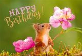 wfa Midi quer "Happy Birthday"