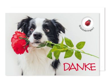  - Serien - !!! - Avan Glücksbringer - AC KK quer Dank
