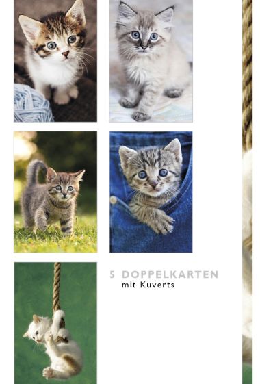  - Allgemeine Kollektion-Hauptdevisen - Fotokarten Böxli - Böxli Blanco - Katzen