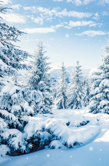  - Weihnachtskollektion - Blanco Winter - Blanco Winter